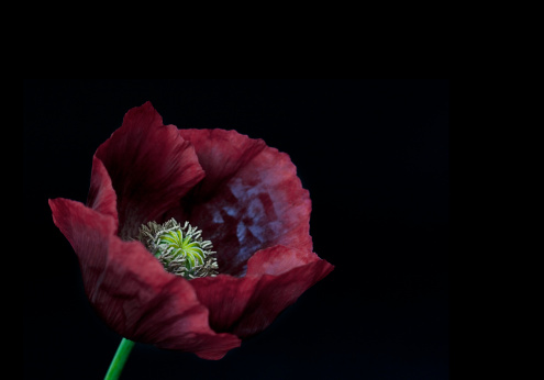 Dark red poppy with low key lighting. Shallow dof, focus is on the stamen