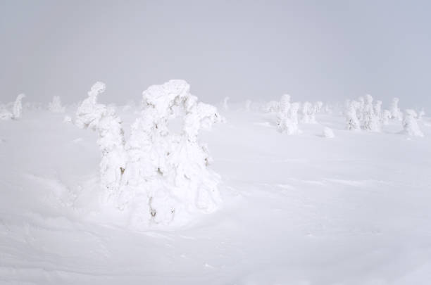 istock snow covered spruces forming fairy tale like figures - three-headed hydra - on misty windy hilltop peak foggy weather 1369403606