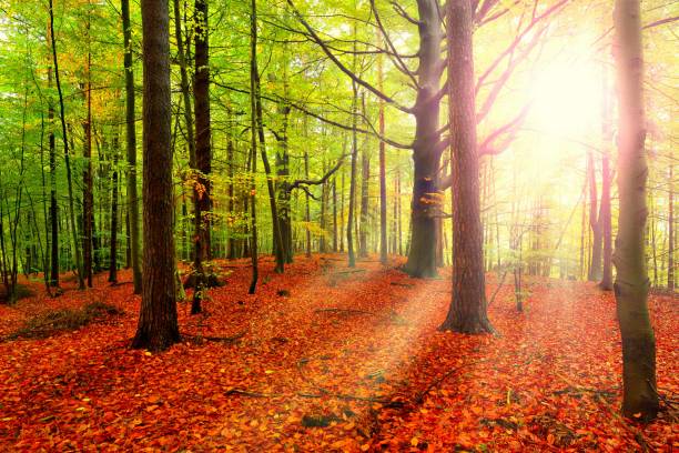 istock Autumn with sunlight and sunbeams - Beautiful Trees in the beech forest at fall 1369404086