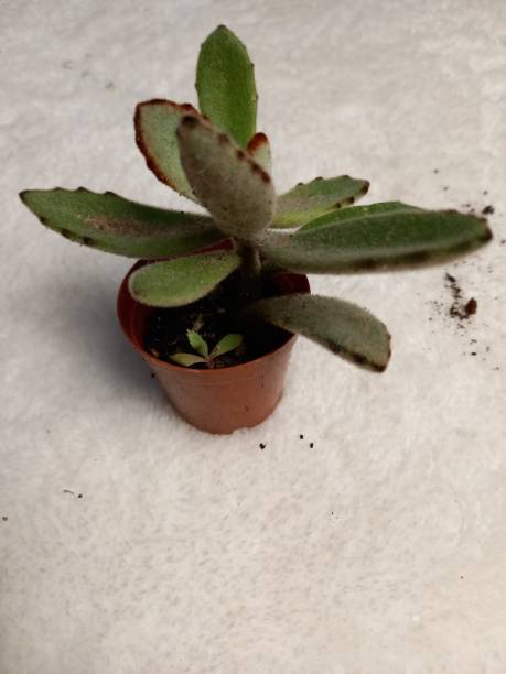 istock plant used in succulent natural habitat 1369405697