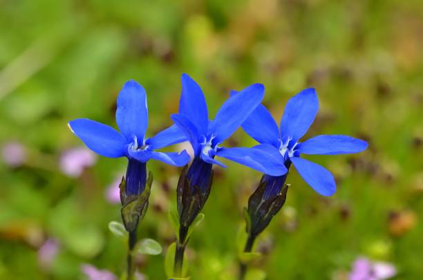 blue flowers of gentian alpine flower blooming Gentiana acaulis blue flowers of gentian alpine flower blooming Gentiana acaulis in green meadow in focus enzian stock pictures, royalty-free photos & images