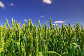 Agricultural field on which grow immature young cereals, wheat. Blue sky with clouds in the background