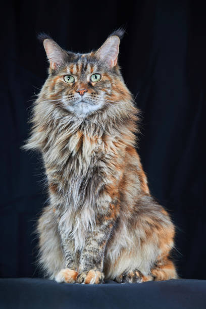 istock Beautiful Maine Coon Cat. Studio portrait om dark background 1369406642