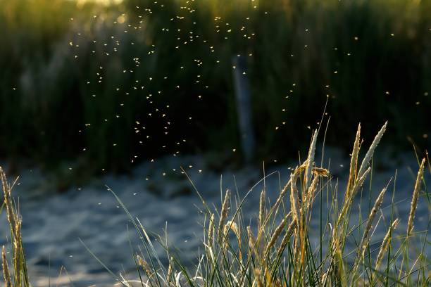istock mosquitos midges dancing in the setting sun with grass in focus 1369406710