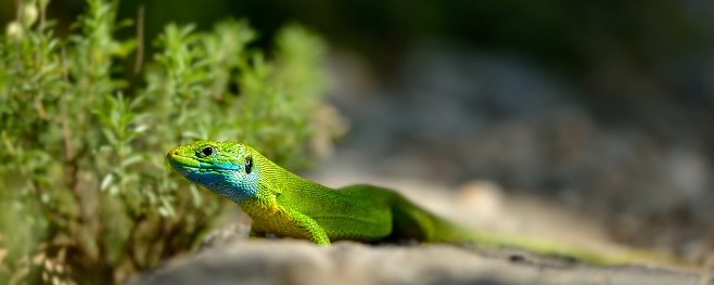 Emerald lizard sunbathing at rock in paklenica national park croatia green lizard