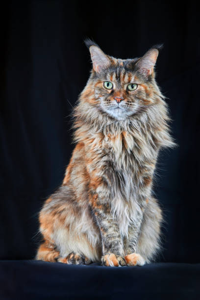 istock Beautiful Maine Coon Cat. Studio portrait om dark background 1369407066