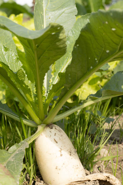 istock Selective focus on Radish or muli or white daikon fruit with evergreen budding leaves. Radish or Muli or Daikon is the source of digitisation. 1369407132
