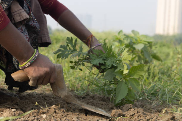 Lady Woman Farmer In Rural Attire with scabbard khurpi or khurpa sitting And Harvesting The Newly Grown Green Vegetables or preparing the field for cultivation On Agricultural Farmland stock photo