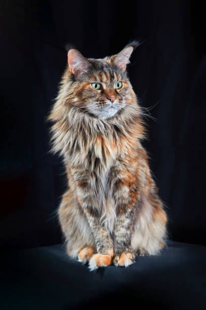 istock Beautiful Maine Coon Cat. Studio portrait om dark background 1369407208
