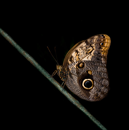 A very well focussed side view of an Owl Butterfly perched on a sloping wire with a black background. This photo was taken in the Butterfly House at a local Zoo.