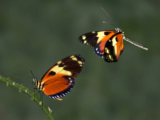 istock Brown and Black Butterflies. 1369411469