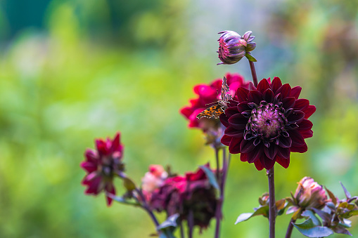 Dahlia Black Touchin in garden. High quality photo