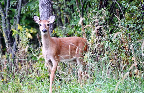 istock Doe in the Woods 1369412659