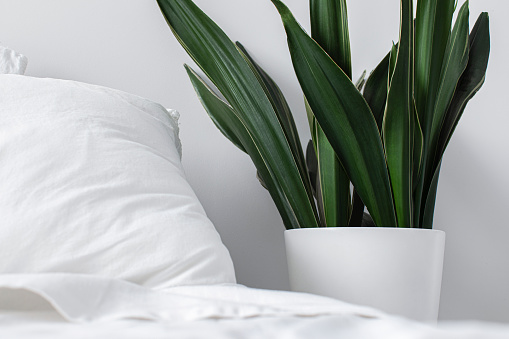 A potted green indoor plant next to a bed with white sheets in a hotel room.