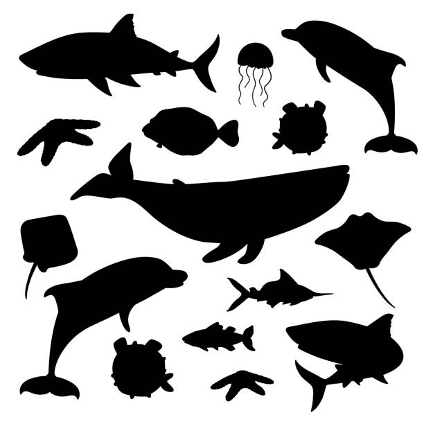 illustrations, cliparts, dessins animés et icônes de ensemble de noir blanc silhouette vecteur dessin animé océan mer forme animaux. baleine, dauphin, requin, raie, méduse, poisson, étoiles. animaux isolés sur fond blanc, style plat - animals and pets isolated objects sea life