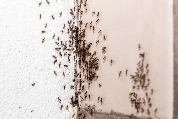 small ants coming out of a crack inside apartment, insect problem indoors, spot focus small ants coming out of a crack inside apartment, insect problem indoors, spot focus ant colony swarm of insects pest stock pictures, royalty-free photos & images