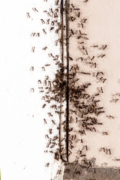 small ants running through wall indoors, insect infestation coming out of crack in wall small ants running through wall indoors, insect infestation coming out of crack in wall ant colony swarm of insects pest stock pictures, royalty-free photos & images