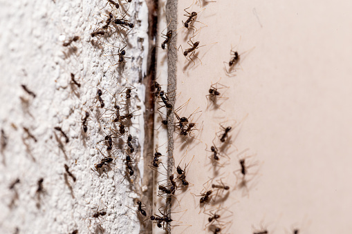 insectos en la pared, saliendo a través de grietas en la pared, infestación de hormigas dulces en interiores photo