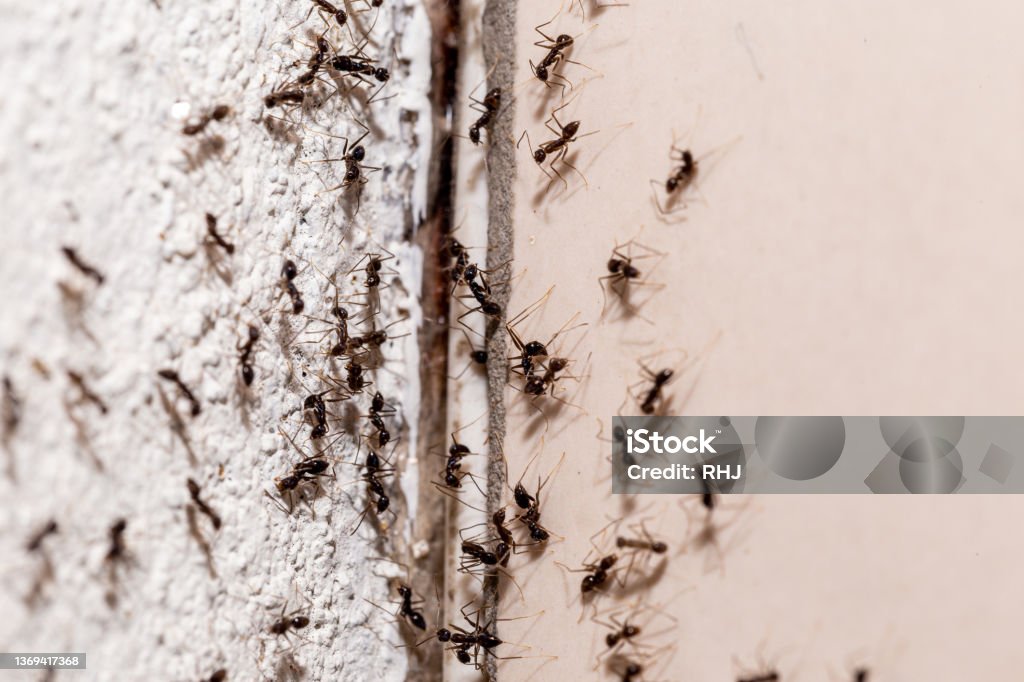 bugs on the wall, coming out through crack in the wall, sweet ant infestation indoors Ant Stock Photo