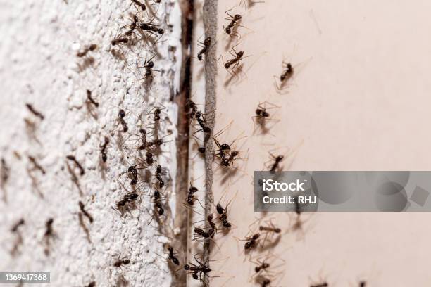 Bugs On The Wall Coming Out Through Crack In The Wall Sweet Ant Infestation Indoors Stock Photo - Download Image Now