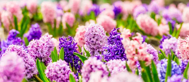 Photo of Closeup macro photo of pink, purple, blue growing fragrant hyacinth flowers in botanical garden, traditional easter flower, spring background. Selective focus. Template for festive greeting post card.