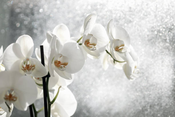 istock white orchid close-up on window on a rainy day 1369417711