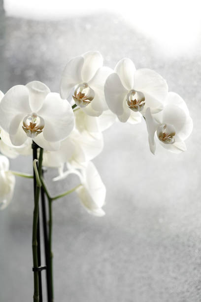white orchid close-up on window on a rainy day
