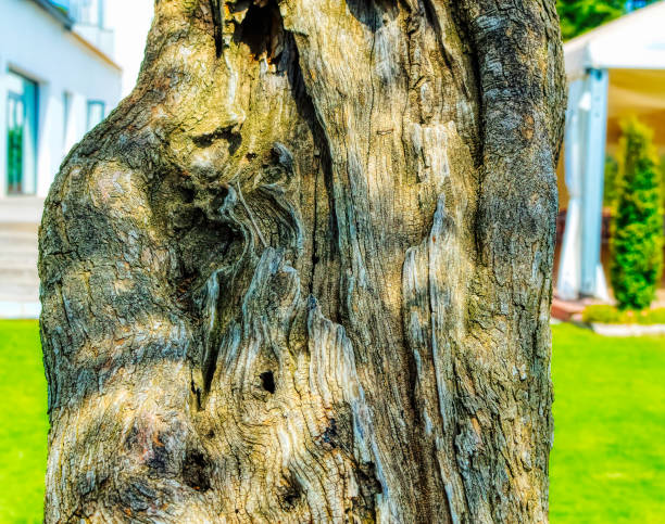 istock Tree used as decoration plant trunk bark texture. 1369419701