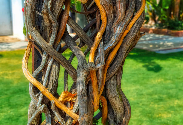 istock Brunches of various garden and park plants interlaced. 1369419953