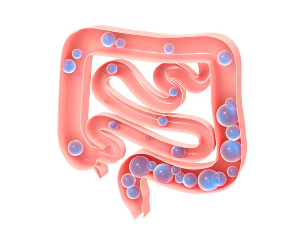 Anatomical 3d illustration of the large and small intestine with gas. Showing the open interior and the evolution of flatulence formation. Aerophagia. human intestine stock pictures, royalty-free photos & images