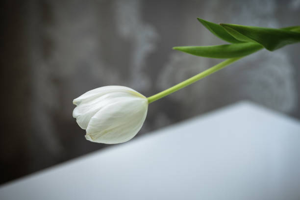 istock white tulip from a bouquet on the table 1369420580