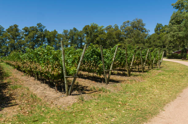 istock European grapes in Uruguayan winery 1369425082