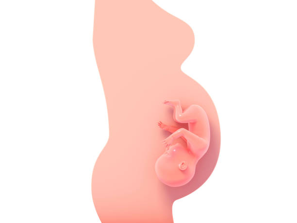 3d illustration of pregnant woman silhouette. - nature human pregnancy color image photography imagens e fotografias de stock