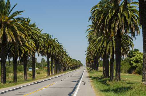 Beautiful view of the Canary palm road (Phoenix canariensis Hort. ex Chabaud), located on the road that leads to the City of Colonia del Sacramento in Uruguay