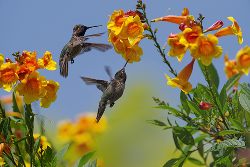 Anna's hummingbird hovering on orange trumpet bush flowers in a garden.