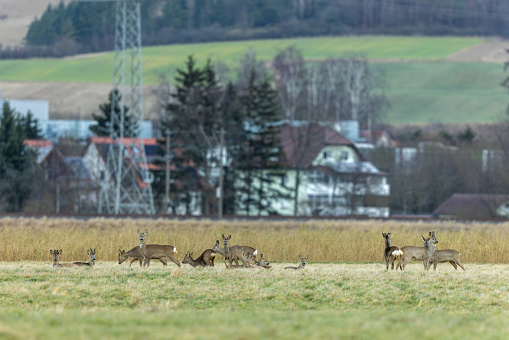 Large group of roe deers (Capreolus capreolus) standing on a meadow in front of a village.