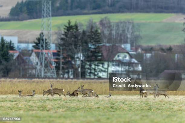 Group Of Roe Deers Stock Photo - Download Image Now - Agricultural Field, Animal, Animal Behavior