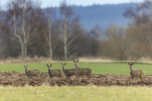 Five roe deers (Capreolus capreolus) standing on an agricultural field.