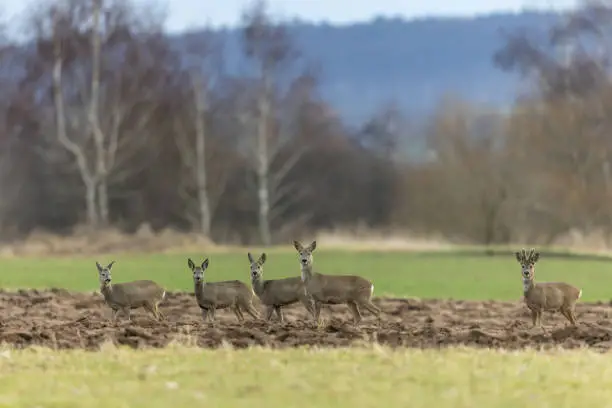 Five roe deers (Capreolus capreolus) standing on an agricultural field.