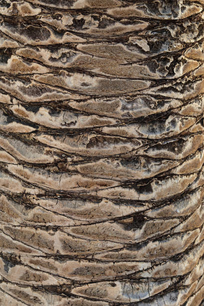 istock Palm tree trunk detail of the background pattern. Palm tree trunk texture . 1369430334