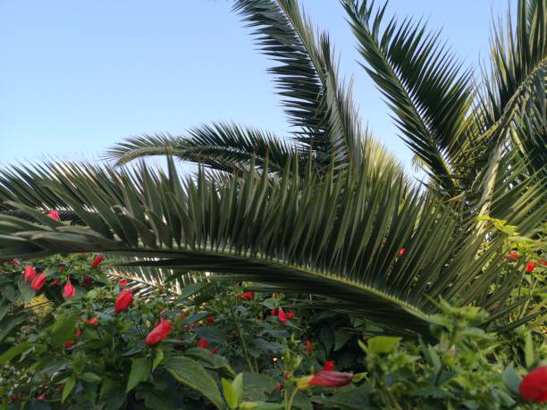 palm trees in the nature