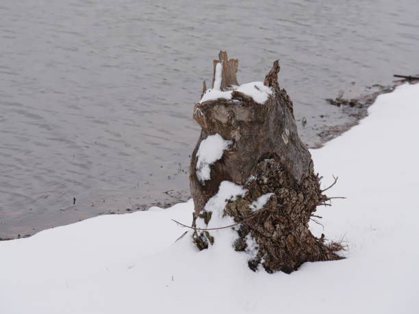 istock Tree stump partially covered with snow by the lakeside 1369431298