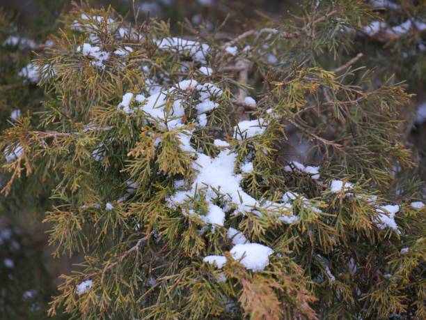 istock Close up of pine tree leaves and branches covered with fresh snow 1369431670