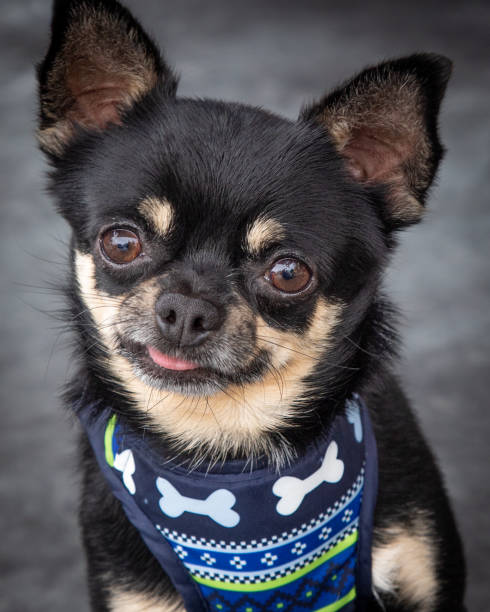istock A cute Chihuahua looking over his shoulder 1369432605