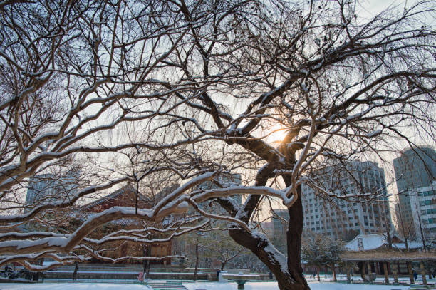 At the snowy day, Deoksugung Seoul Korea