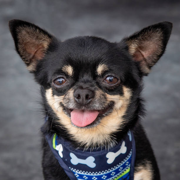 istock A cute Chihuahua looking over his shoulder 1369432638
