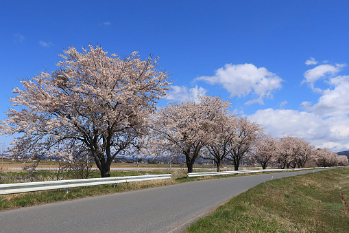 Cherry blossom landscape in the Tohoku region of Japan, a row of cherry blossom trees in Tsuzurabuchi, Tome City, Miyagi Prefecture, Japan