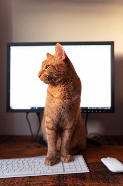 istock Cute ginger cat sleeps on the bed 1369438118