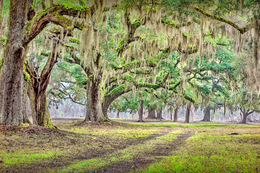 Live Oak Trees with Spanish Moss near Charleston South Carolina USA