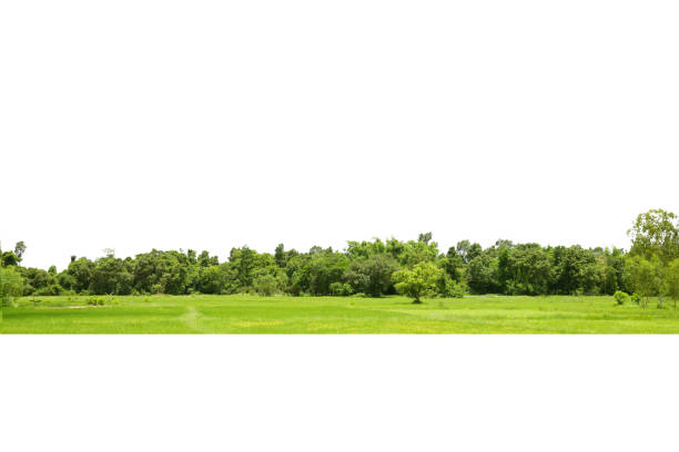 istock View of a High definition Treelined 1369441309